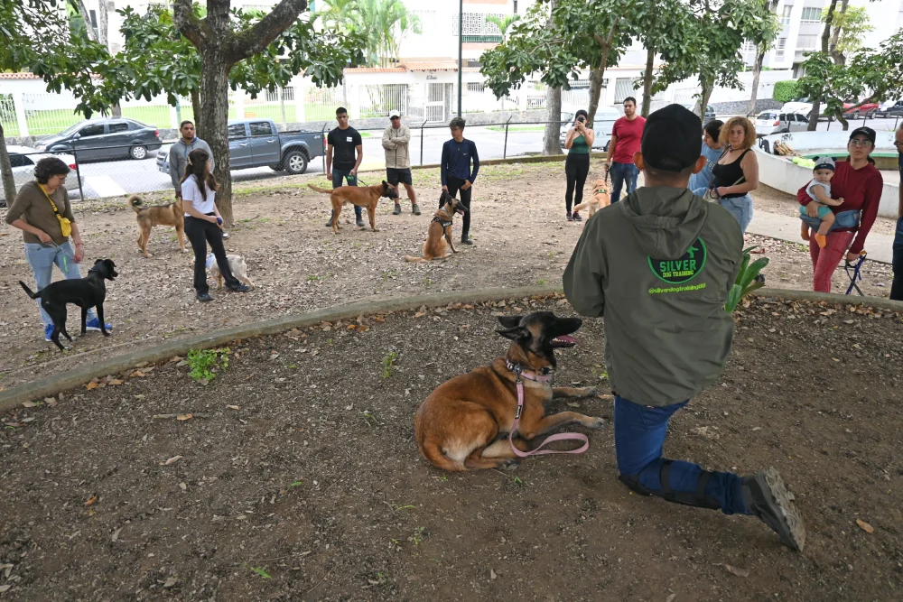 Un perro feliz y obediente mirando a su dueño